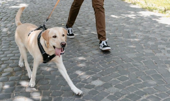 a man walking a dog